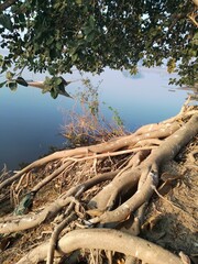 Tree root exposed by riverbank erosion in nature setting