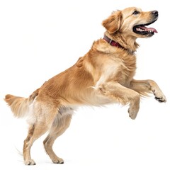 Golden Retriever Jumping, White Background, Dog Photography, Pet Image, Canine Golden Retriever, Dog Breeds