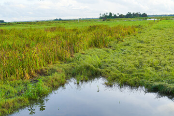 Green Agricultural Field with Aquatic Plants Under a Cloudy Sky