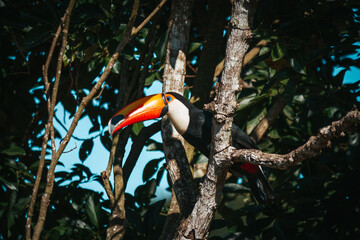 Beautiful toucan perched on the tree