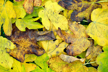 Fig Tree Autumn Leaves