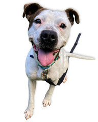 Terrier Mix Dog with Pink Tongue on White Background