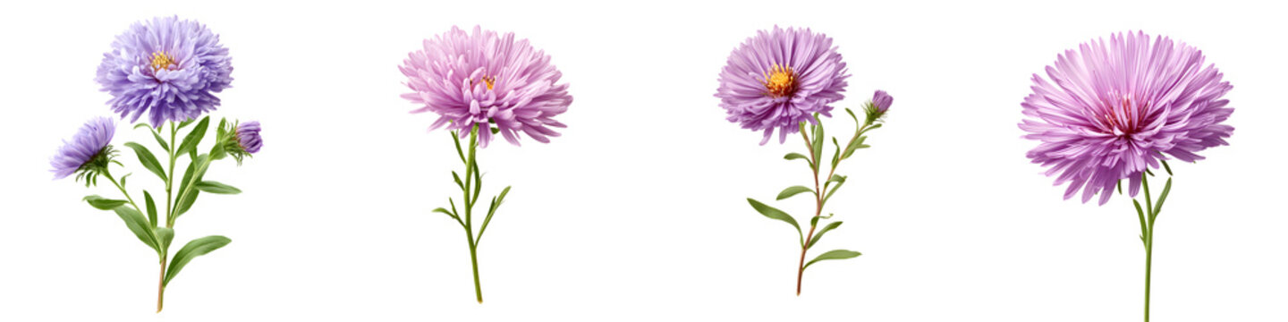 Vibrant floral arrangements featuring delicate aster flowers in shades of purple, ideal for decorative designs, patterns, and nature-themed artwork.