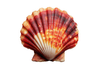 Stunning red and orange scallop shell on black background ocean seashell