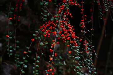Vibrant Red Cotoneaster Berries on Cascading Branches Against a Dark Background