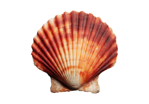 Single reddish orange scallop shell on black background