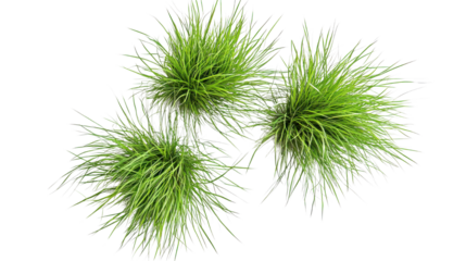 New Zealand hair sedge trees shape top view on white background