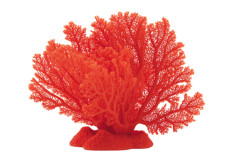 Vibrant red coral branch isolated on black background