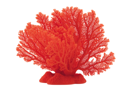 Vibrant red coral branch isolated on black background