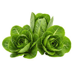 green cabbage PNG, cabbage leaves isolated on transparent background, cabbage leaf, green vegetable, fresh cabbage, cabbage isolated, vegetable PNG, leafy vegetable, cabbage clipart, cabbage slice