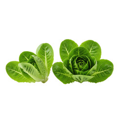 green cabbage PNG, cabbage leaves isolated on transparent background, cabbage leaf, green vegetable, fresh cabbage, cabbage isolated, vegetable PNG, leafy vegetable, cabbage clipart, cabbage slice