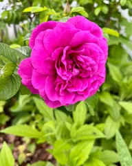 Damask rose