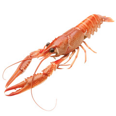 A reddish-orange lobster with long claws and antennae, isolated white background.
