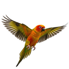 yellow macaw PNG, flying macaw isolated on transparent background, macaw PNG, macaw bird, tropical bird, exotic bird PNG, parrot PNG, flying parrot, macaw