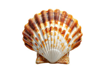 Stunning scallop shell ocean seashell seashore beach summer