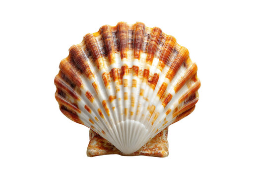 Stunning scallop shell ocean seashell seashore beach summer