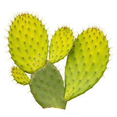 prickly pear cactus isolated on transparent background, PNG, cactus transparent, nopales PNG, opuntia cactus PNG, desert plant PNG, succulent PNG, cactus cutout