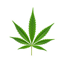 cannabis leaf 