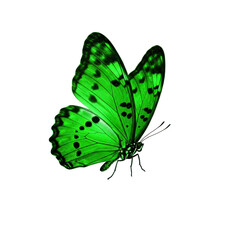 green butterfly PNG, flying green butterfly isolated on transparent background, colorful, delicate, flying insect, garden butterfly, close-up, detailed, realistic