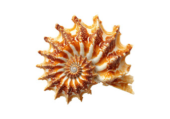 Obraz premium Stunning orange and white spiral seashell on black background