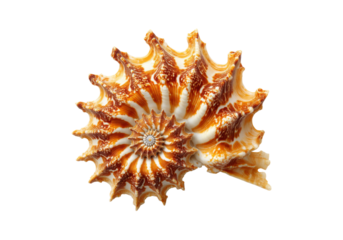 Stunning orange and white spiral seashell on black background