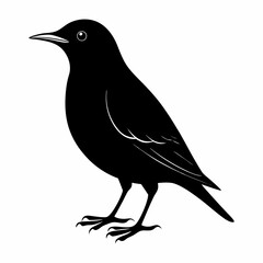 Obraz premium crow on a white background
