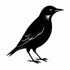 Obraz premium crow on a white background