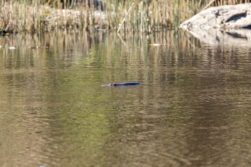 Silhouette of platypus (Ornithorhynchus anatinus) swimming in a calm river at an Australian wetland.