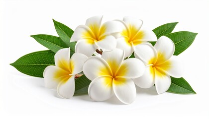 Fototapeta premium Tropical flowers frangipani plumeria isolated on white background