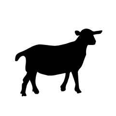Flat design cartoon illustration of a black goat silhouette. livestock, dairy, qurbani, Eid al-Adha.