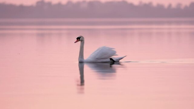 Serene swan glides through a pinkhued lake