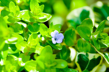 Giant Bacopa , Water Hyssop or Bacopa caroliniana or  Scrophulariaceae