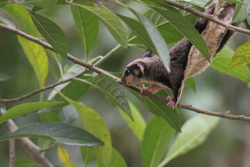 Fototapeta premium sugar glider, squirrel, flying squirrel, photo of a sugar glider happily perching on a tree
