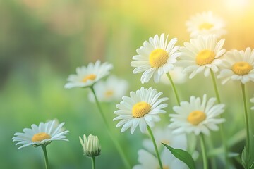 Fototapeta premium White daisies in the garden. Shallow depth of field.