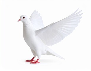 Fototapeta premium White dove isolated icon on a white background