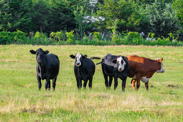 Four cows in a field