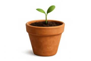 Green seedling with delicate leaves sprouting from terracotta planter against transparent backdrop