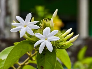 Star jasmine flower (Jasminum multiflorum) with blur background