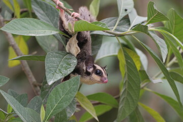 sugar glider, squirrel, flying squirrel, photo of a sugar glider happily perching on a tree