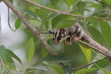 sugar glider, squirrel, flying squirrel, photo of a sugar glider happily perching on a tree