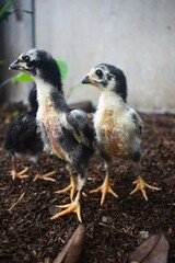 Two young, black and white patterned chicks stand alertly on dark soil, showcasing their growth. They are part of a small group of developing poultry in an outdoor setting.