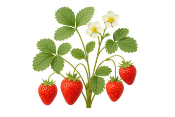 Ripe strawberries dangling from verdant stems, white blossoms visible against transparent backdrop