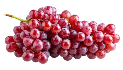 Fototapeta premium Fresh red grapes on a vine