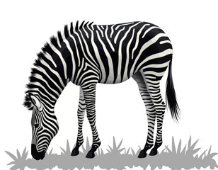 Obraz premium Black And White Zebra Grazing In Grassland Wildlife Animal Portrait