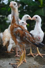 A group of developing poultry, featuring a prominent brown and white chick with distinct features, stands outdoors. These young birds show their transition from chick to adult fowl.