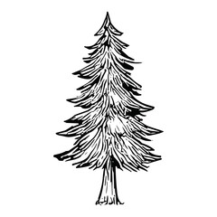 Fototapeta premium Pine Tree