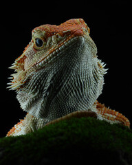 A vibrant orange and white bearded dragon with spiky scales rests on green moss, looking directly forward against a dark background, 31 may 2025 Indonesia