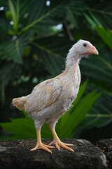A light-colored, developing chick with sparse feathers stands alertly on a dark surface, framed by green foliage. This young poultry bird exhibits its unique growing characteristics.