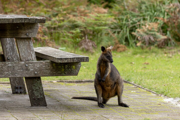 A Swamp wallaby (Wallabia bicolor) near a wooden picnic table in country Victoria looking for food.
