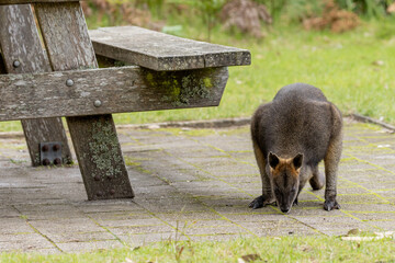 A Swamp wallaby (Wallabia bicolor) near a wooden picnic table in country Victoria looking for food.